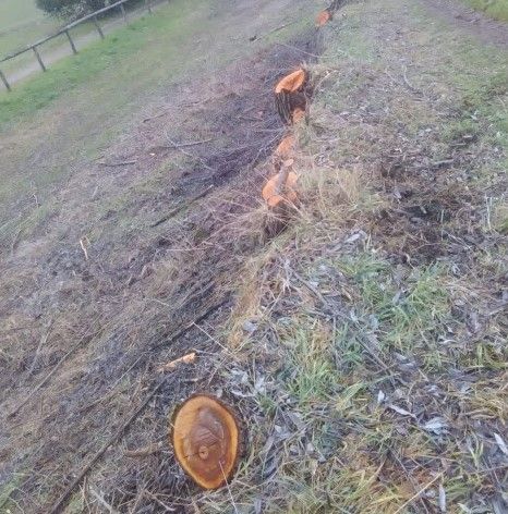 Ceppi alberi tagliati lungo la sponda del Tanaro