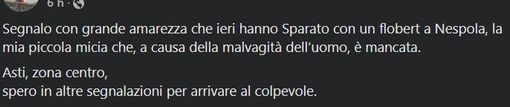 Indignazione per la morte di una gattina che sarebbe stata colpita con un flobert Indignazione per la morte di una gattina che sarebbe stata colpita con un flobert
