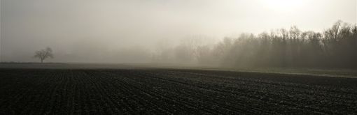 nebbia nel campo nebbia nel campo
