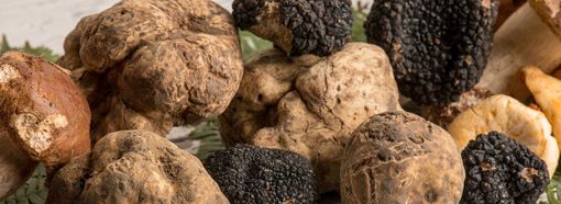 Raro e mitico, bianco o nero e più buono del caviale: stiamo parlando del re dei boschi “sua maestà il tartufo”