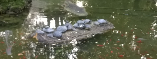 Ad Asti al laghetto dei giardini pubblici si parla di ambiente e animali con l'U.N.A. Ad Asti al laghetto dei giardini pubblici si parla di ambiente e animali con l'U.N.A.