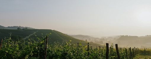 Al termine di un lungo percorso, anche il Terre Alfieri ‘conquista’ la denominazione Docg