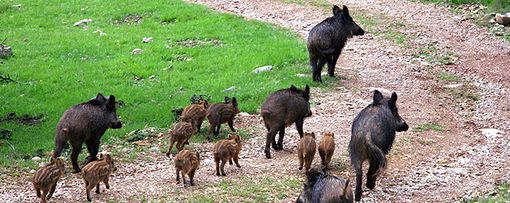 Peste suina africana: la Regione istituisca tavolo permanente Peste suina africana: la Regione istituisca tavolo permanente