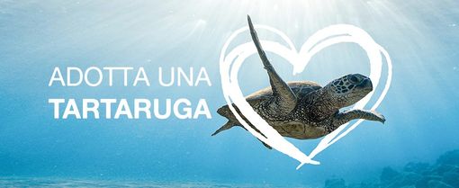 L’associazione Plastic Free Odv Onlus lancia il progetto “Adotta una tartaruga”
