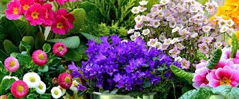 Coronavirus: dopo un momentaneo stop riaprono i garden e le forniture di semi, piante, fertilizzanti Coronavirus: dopo un momentaneo stop riaprono i garden e le forniture di semi, piante, fertilizzanti