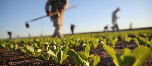 Agricoltura: pubblicato il bando regionale per l’affitto di strutture abitative a stagionali
