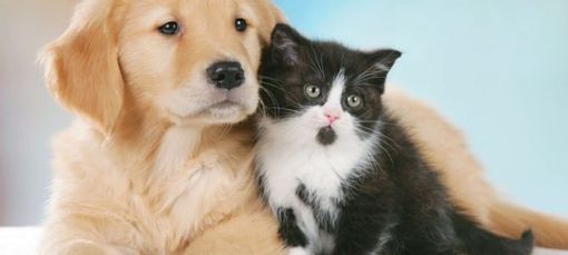 Anche a San Damiano d'Asti un ambulatorio veterinario per gli animali delle persone seguite dai servizi sociali