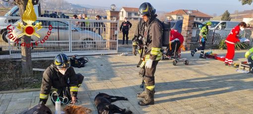 Vigili del fuoco impegnati nel soccorrere i cani della famiglia intossicata e altri soccorritori sullo sfondo