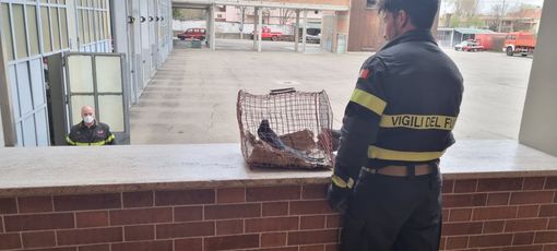 Asti: i vigili del fuoco hanno ‘soccorso’ una gazza entrata in un palazzo