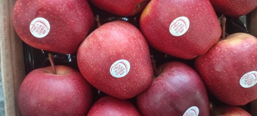 Melinda? No, Piemla: arriva la mela piemontese al numero 2 in Italia Melinda? No, Piemla: arriva la mela piemontese al numero 2 in Italia