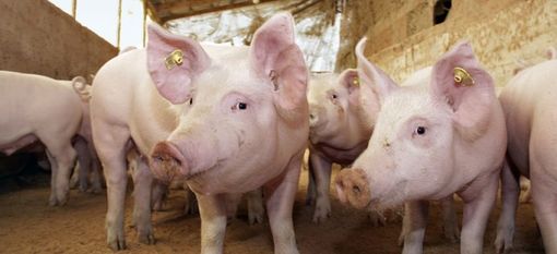Cinghiali (foto d'archivio)
