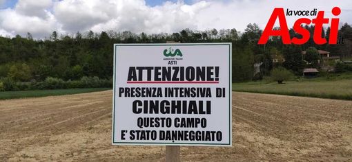 Uno dei cartelli affissi nell'Astigiano in aree danneggiate da fauna selvatica Uno dei cartelli affissi nell'Astigiano in aree danneggiate da fauna selvatica