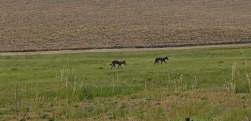 Alcuni lupi avvistati nelle campagne di Moncalvo Alcuni lupi avvistati nelle campagne di Moncalvo