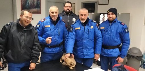 Antignano: cagnolino rincorso da una volpe in strada, salvato dalla Vedetta in servizio Antignano: cagnolino rincorso da una volpe in strada, salvato dalla Vedetta in servizio