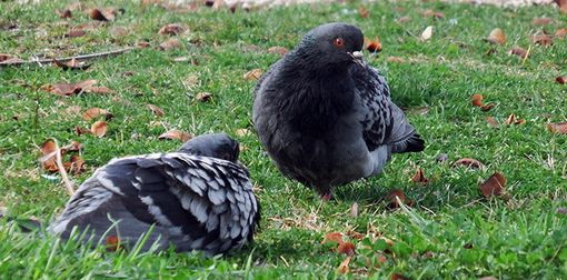 Piano piccioni, facciamo chiarezza sulle parole del dottor Carmenati