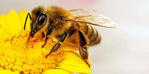 La Regione a sostegno del comparto apistico piemontese La Regione a sostegno del comparto apistico piemontese