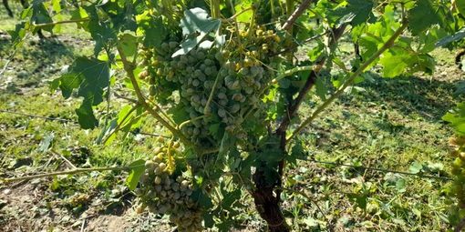 Uva colpita dalla grandine in un vigneto Astigiano Uva colpita dalla grandine in un vigneto Astigiano