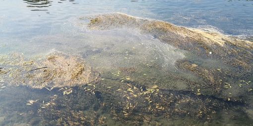 Siccità, il Piemonte domani chiederà l'allerta rossa: "Altri Comuni a rischio stop notturno acqua Siccità, il Piemonte domani chiederà l'allerta rossa: "Altri Comuni a rischio stop notturno acqua
