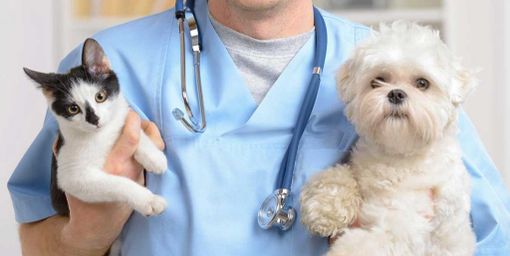 Coronavirus, Associazione Nazionale Medici Veterinari Italiani  "Attenersi a fonti ufficiali. No a speculazioni su ciò che non è scientificamente dimostrato"