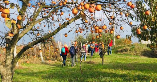 Foto Camminare Lentamente