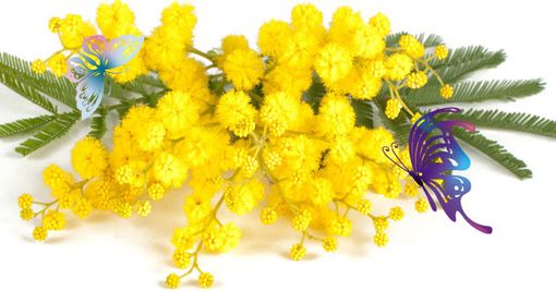 Asti e dintorni: speciale Festa della Donna