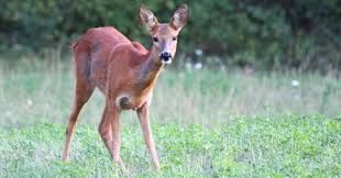 Immagine di repertorio