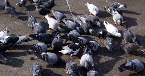 Immagine generica Immagine generica