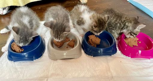 Alcuni gattini seguiti da Protezione Micio Alcuni gattini seguiti da Protezione Micio