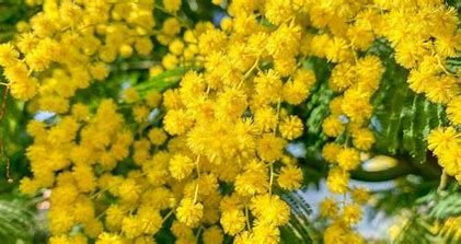 “8 Marzo - Le vetrine si colorano di giallo” , iniziativa della commissione Pari opportunità della Provincia di Asti “8 Marzo - Le vetrine si colorano di giallo” , iniziativa della commissione Pari opportunità della Provincia di Asti