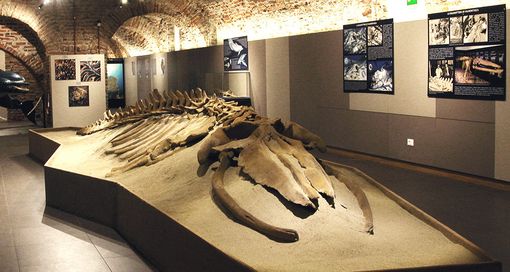 Uno dei fossili visionabili presso il museo Uno dei fossili visionabili presso il museo
