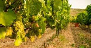 Riserva vendemmiale. Si deciderà a fine aprile Riserva vendemmiale. Si deciderà a fine aprile