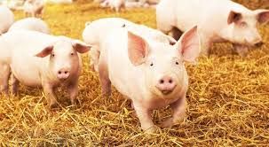 Confagricoltura Piemonte: scendono le quotazioni all’origine, ma il prezzo della carne suina al consumo è in aumento Confagricoltura Piemonte: scendono le quotazioni all’origine, ma il prezzo della carne suina al consumo è in aumento