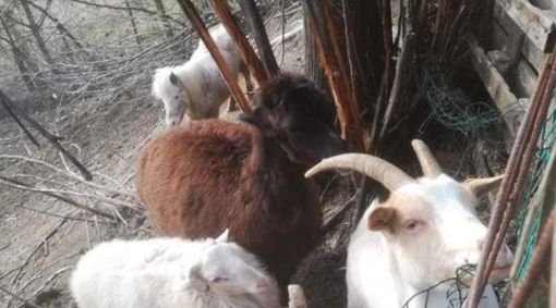 Alcuni degli animali accuditi da Franco Trento Alcuni degli animali accuditi da Franco Trento