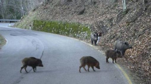 La Provincia adotta nuove misure per il contenimento dei cinghiali