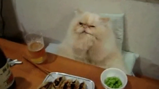 Amici degli animali: gatto gourmet, sì chef (VIDEO DA NON PERDERE) Amici degli animali: gatto gourmet, sì chef (VIDEO DA NON PERDERE)