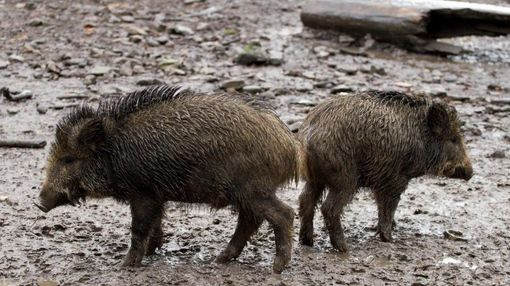 Danni animali selvatici: i vertici Coldiretti  hanno incontrato il Prefetto di Asti