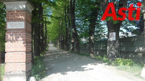 Valgera: ambientalisti in allarme per il potenziale abbattimenti di 167 tigli, a fronte di solo 30 effettivamente malati Valgera: ambientalisti in allarme per il potenziale abbattimenti di 167 tigli, a fronte di solo 30 effettivamente malati