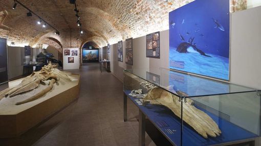 Il Leviatano e le Sirene: apre la straordinaria esposizione paleontologica che svela i segreti del mare antico