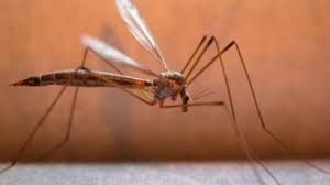 La Regione approva il programma per la lotta alle zanzare. 2,5 milioni a bilancio