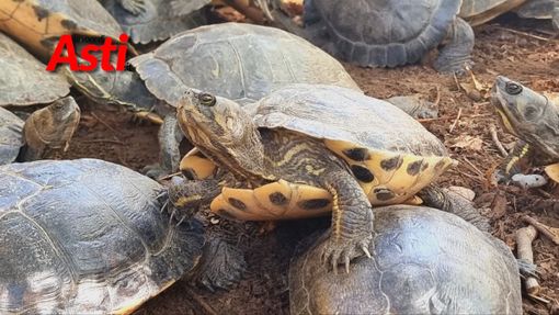 Le immagini delle operazioni di pulizia Le immagini delle operazioni di pulizia