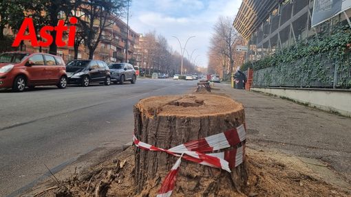 Luisa Rasero: &quot;Vedere quegli alberi abbattuti in via Petrarca  senza nessuna motivazione fornita è angosciante &quot;