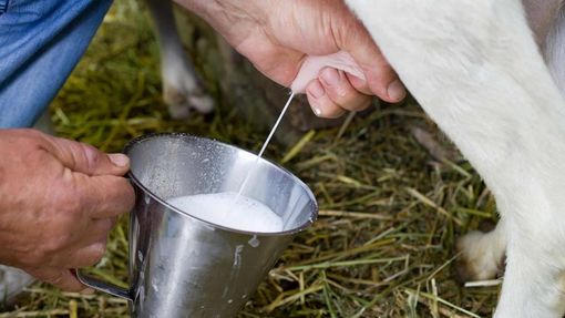 Latte crudo, la Lega chiede alla Regione di tutelare i produttori piemontesi Latte crudo, la Lega chiede alla Regione di tutelare i produttori piemontesi