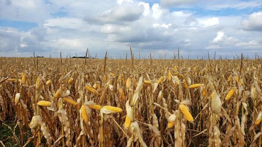 Mais in Piemonte, l'allarme di Confagricoltura: aumento dei fertilizzanti, costi alle stelle per 7,6 milioni di euro