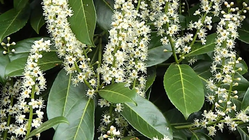 Viviamo in un posto bellissimo dove la primavera entra nel naso