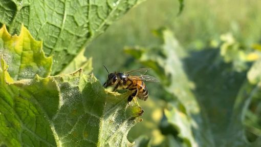 Da Coldiretti sos api: Nel 2021 addio a un vaso di miele su quattro Da Coldiretti sos api: Nel 2021 addio a un vaso di miele su quattro