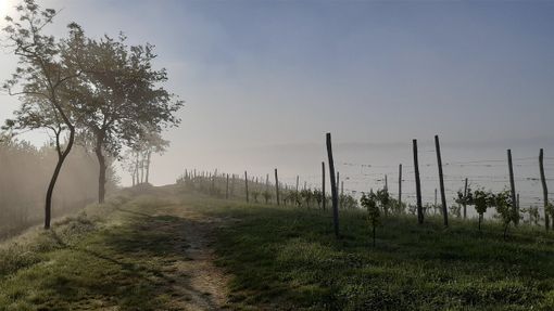 Terre Alfieri in Paniere: un seminario per conoscere il territorio e i suoi prodotti