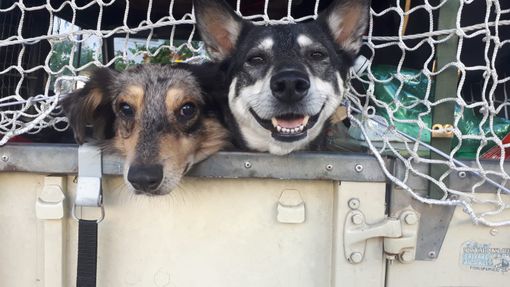 Viaggio in solitaria verso il Polo Nord con i suoi cani Musa e Libero. Nuova avventura per il 'maestro errante' Giampiero Monaca [FOTO E VIDEO]