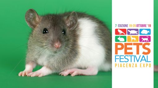 Petsfestival 2019, animali da compagnia: non solo cani e gatti Petsfestival 2019, animali da compagnia: non solo cani e gatti