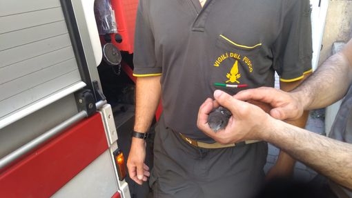 Il volatile salvato dai Vigili del Fuoco e affidato alla Lipu