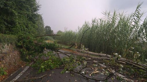Albero caduto a San Marzanotto (tratta dal canale Telegram Dati Meteo Asti - foto dell'utente Marialuisa) Albero caduto a San Marzanotto (tratta dal canale Telegram Dati Meteo Asti - foto dell'utente Marialuisa)
